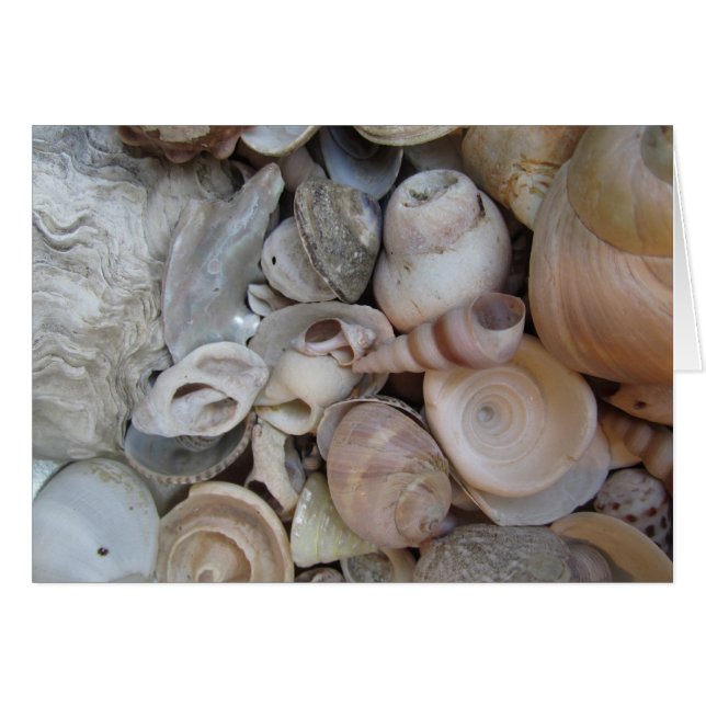 Muscheln (Vorderseite (Horizontal))