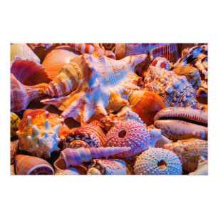 MUSCHELN 1 FOTODRUCK