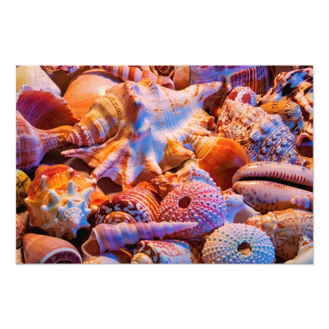 MUSCHELN 1 FOTODRUCK (Vorne)