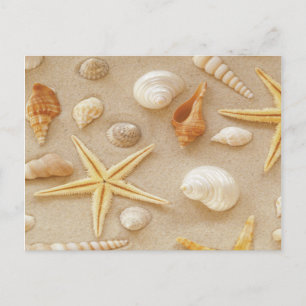 Muscheln am Meer Postkarte