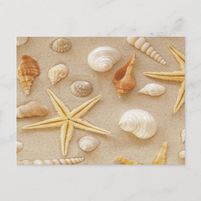 Muscheln am Meer Postkarte (Vorderseite)