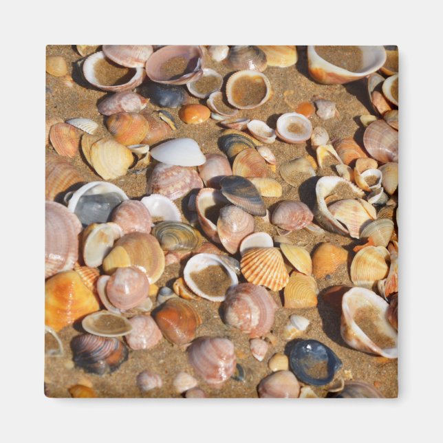Muscheln am Sandstrand | Andalusien, Spanien Magnet (Vorne)