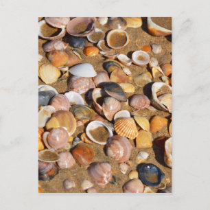 Muscheln am Sandstrand Andalusien, Spanien Postkarte