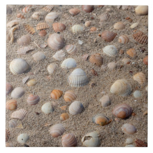 Muscheln am Strand Fliese