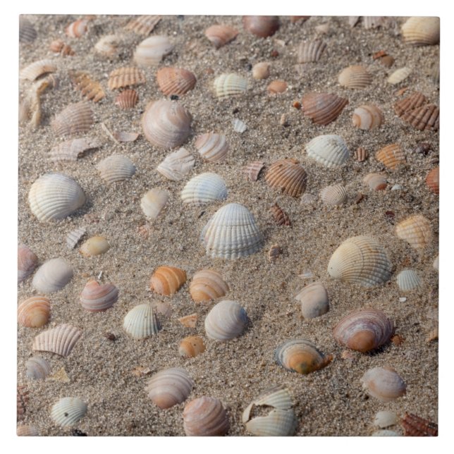 Muscheln am Strand Fliese (Vorderseite)
