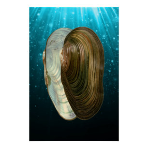 Muscheln am Strand Poster