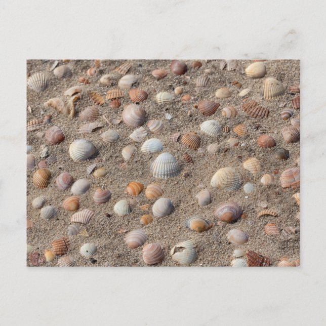 Muscheln am Strand Postkarte (Vorderseite)