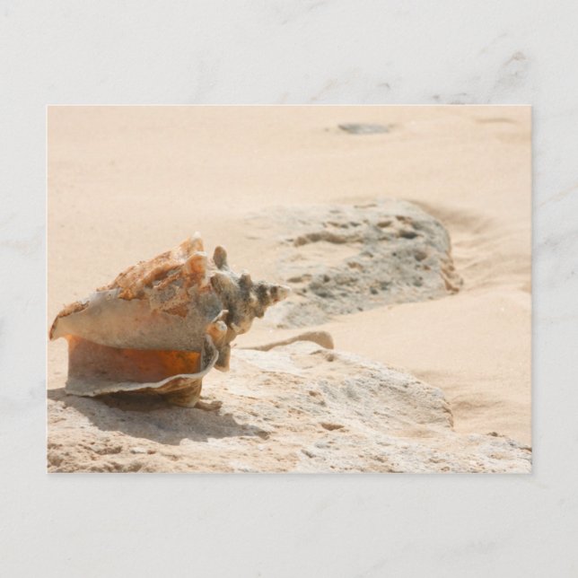Muscheln am Strand Postkarte (Vorderseite)