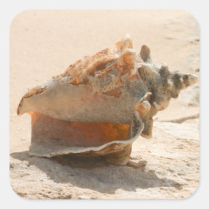 Muscheln am Strand Quadratischer Aufkleber