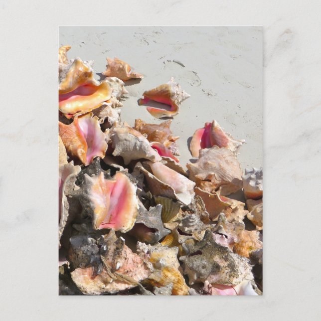Muscheln am Strand | Turks- und Caicos-Foto Postkarte (Vorderseite)