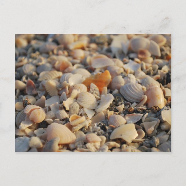Muscheln am Strand von Florida Postkarte (Vorderseite)