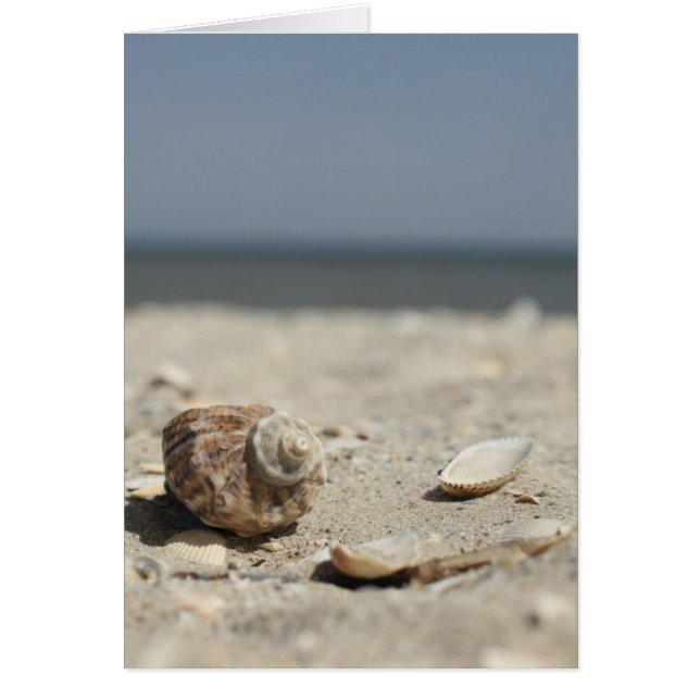 Muscheln auf dem Sand am Meer (Vorne)