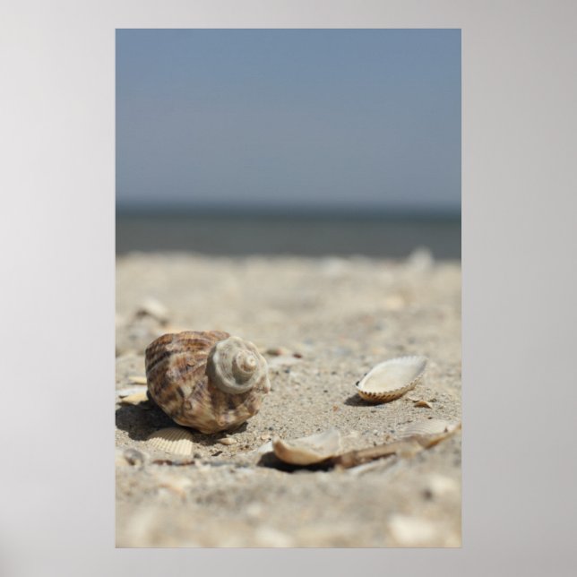 Muscheln auf dem Sand am Meer Poster (Vorne)