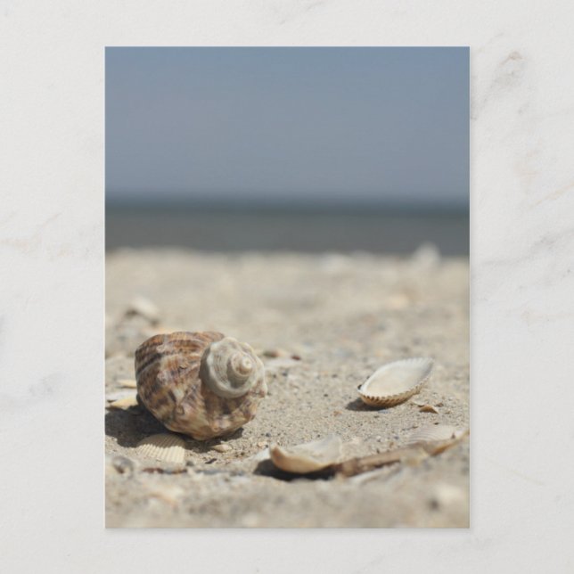 Muscheln auf dem Sand am Meer Postkarte (Vorderseite)