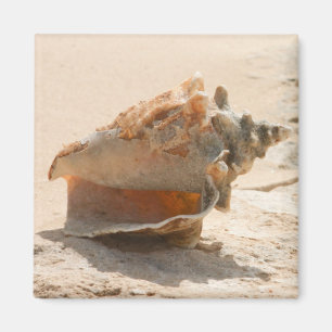 Muscheln auf dem Strand Magnet