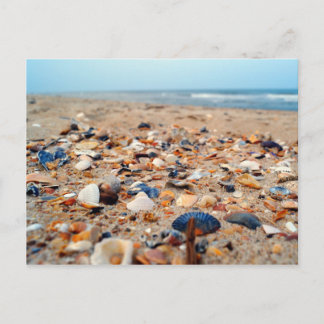 Muscheln auf der Beach Post Card Postkarte