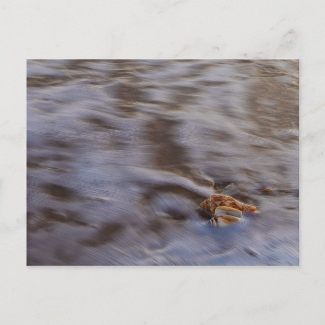 Muscheln auf der Postkarte (Vorderseite)