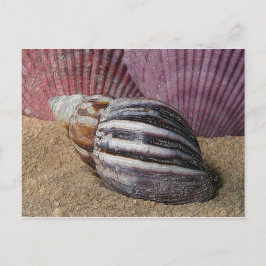 Muscheln auf der Sand-Postkarte Postkarte