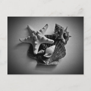 Muscheln auf der schwarzweißen Postkarte