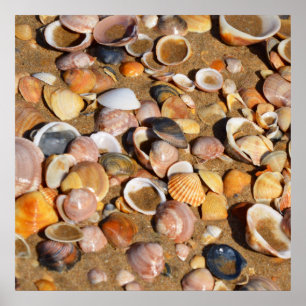 Muscheln auf einem Sandy-Strand Andalusien, Poster