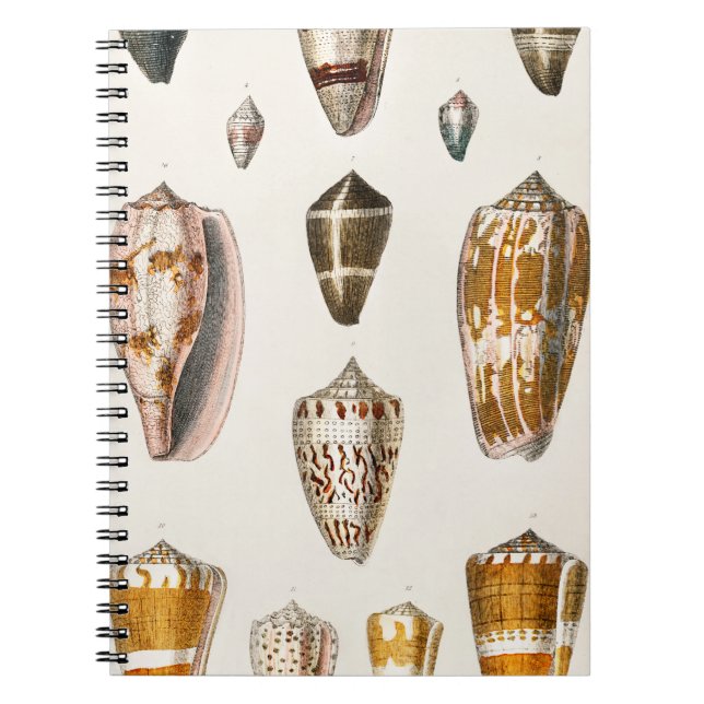 Muscheln aus der Erdgeschichte 2 Notizblock (Vorderseite)