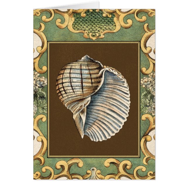 Muscheln der kleinen Meerjungfrau (Vorne)