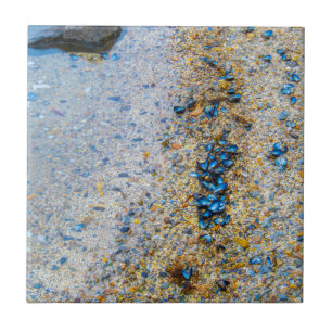 Muscheln der Mussel in Maine Fliese