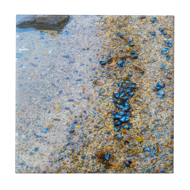 Muscheln der Mussel in Maine Fliese (Vorderseite)