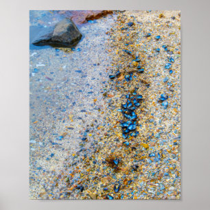 Muscheln der Mussel in Maine Poster