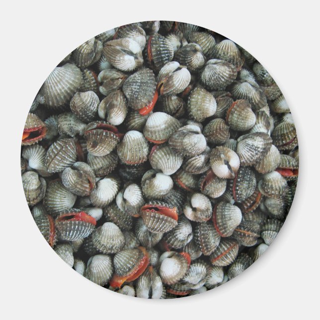 Muscheln des Blutcockle Magnet (Vorne)