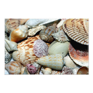 Muscheln, die von der Insel Sanibel Island Fl gesa Fotodruck