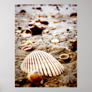 Muscheln direkt am Meer. Drucken Poster