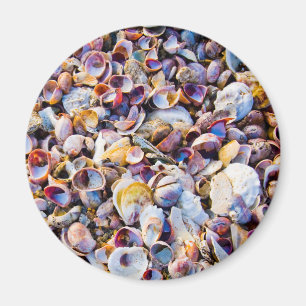 Muscheln durch das Seeufer Magnet