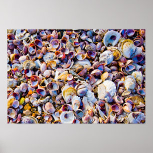 Muscheln durch das Seeufer Poster