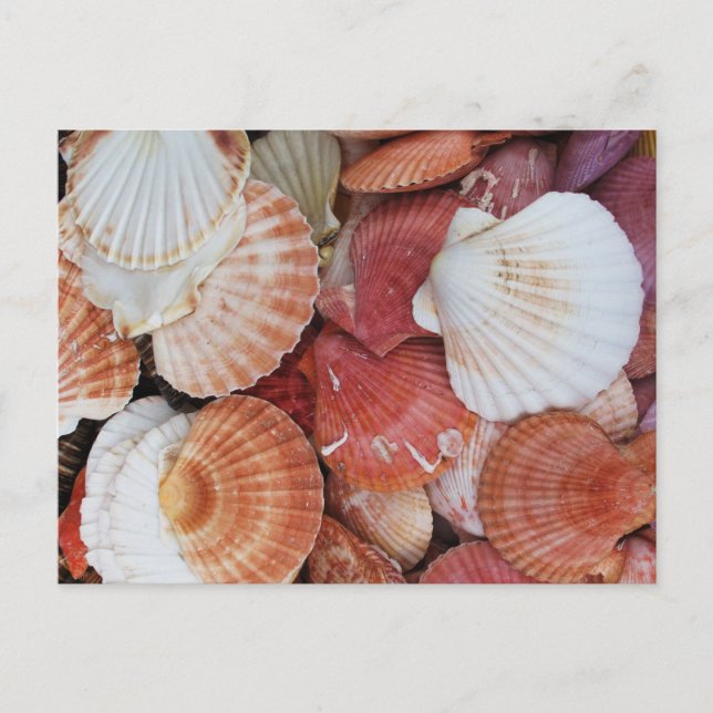 Muscheln Farbige Muschel Postkarte (Vorderseite)