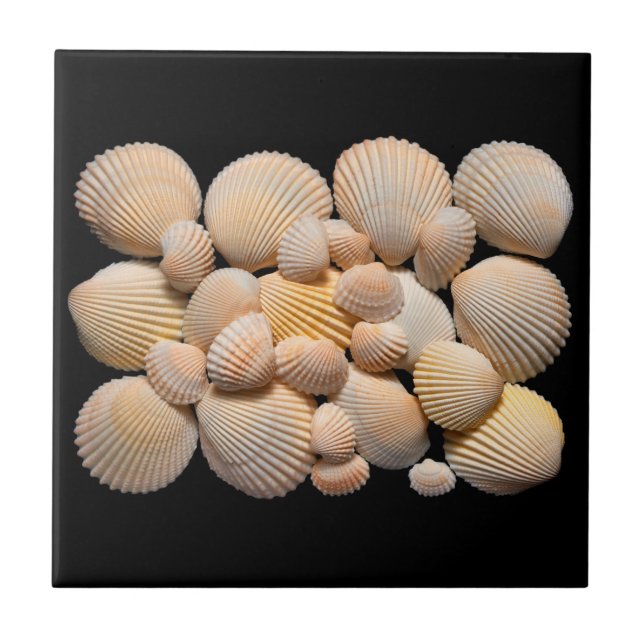 Muscheln Fliese (Vorderseite)