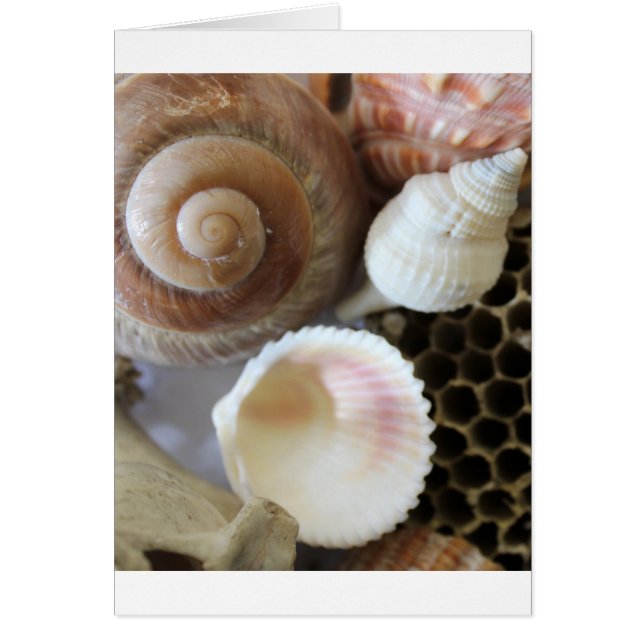 Muscheln-Foto (Vorne)