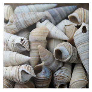 Muscheln für Küchengeräte Fliese