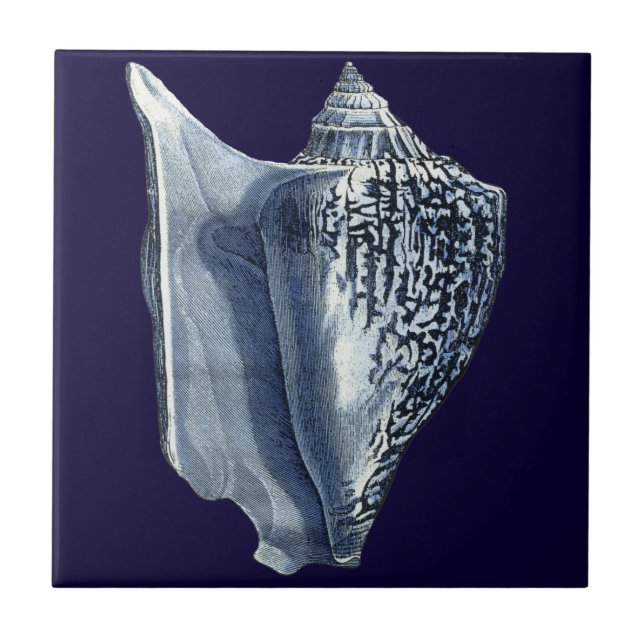 MUSCHELN I FLIESE (Vorderseite)