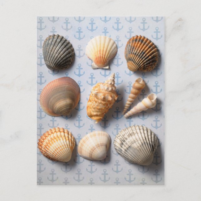Muscheln im Hintergrund Postkarte (Vorderseite)