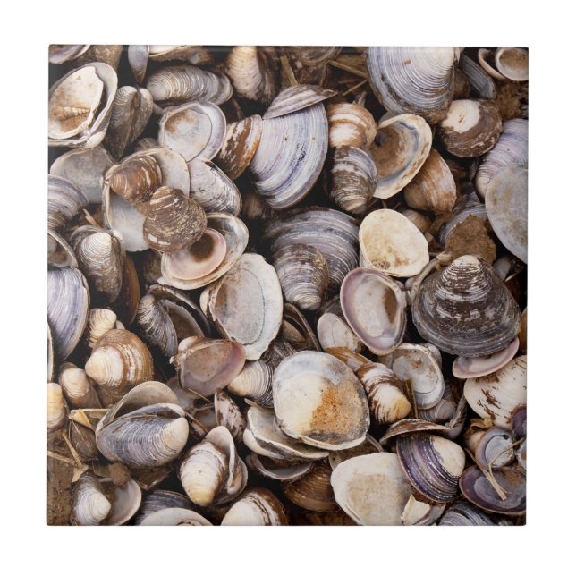 Muscheln im Mud Fliese (Vorderseite)