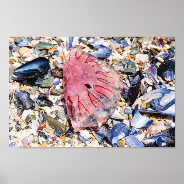Muscheln Jellyfish Ocean Beach View Poster (Vorne)