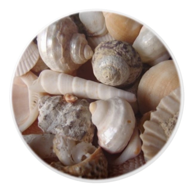 Muscheln, Kamm-Muscheln, Muscheln, Scallops Keramikknauf (Vorderseite)
