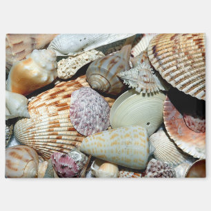 Muscheln Magnet