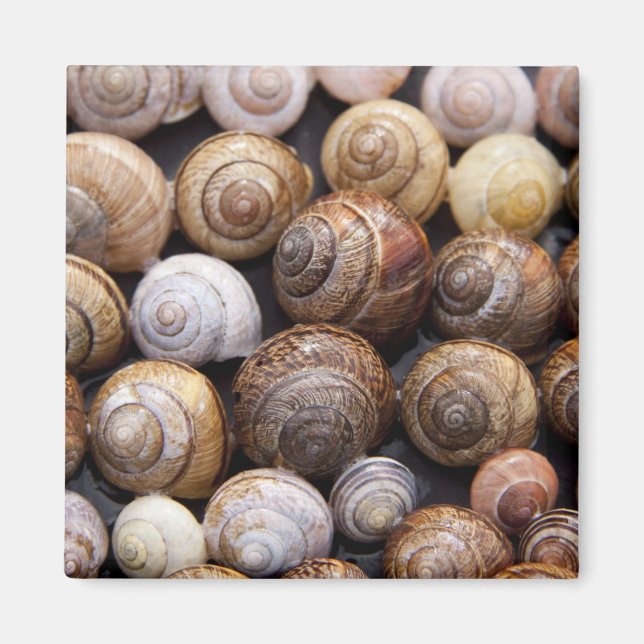 Muscheln Magnet (Vorne)
