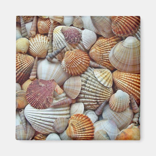 Muscheln Magnet (Vorne)