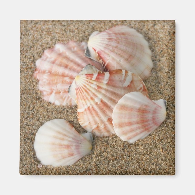 Muscheln mit rosa Lüfter Magnet (Vorne)