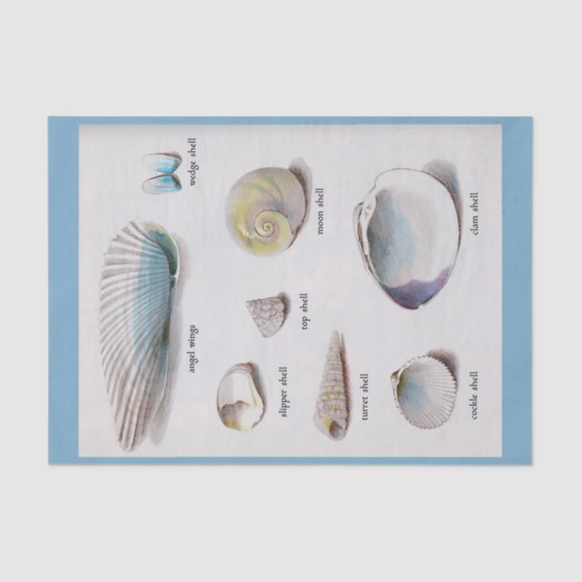 Muscheln-natürlicher Pastell 10" X 15" Seidenpapier (Vorderseite)