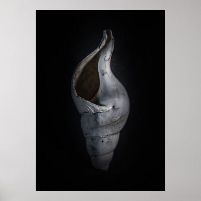 Muscheln Nr. 4 Farbversion Poster (Vorne)