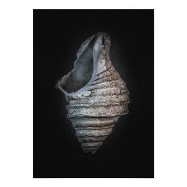 Muscheln Nr. 6 Farbversion Fotodruck (Vorne)
